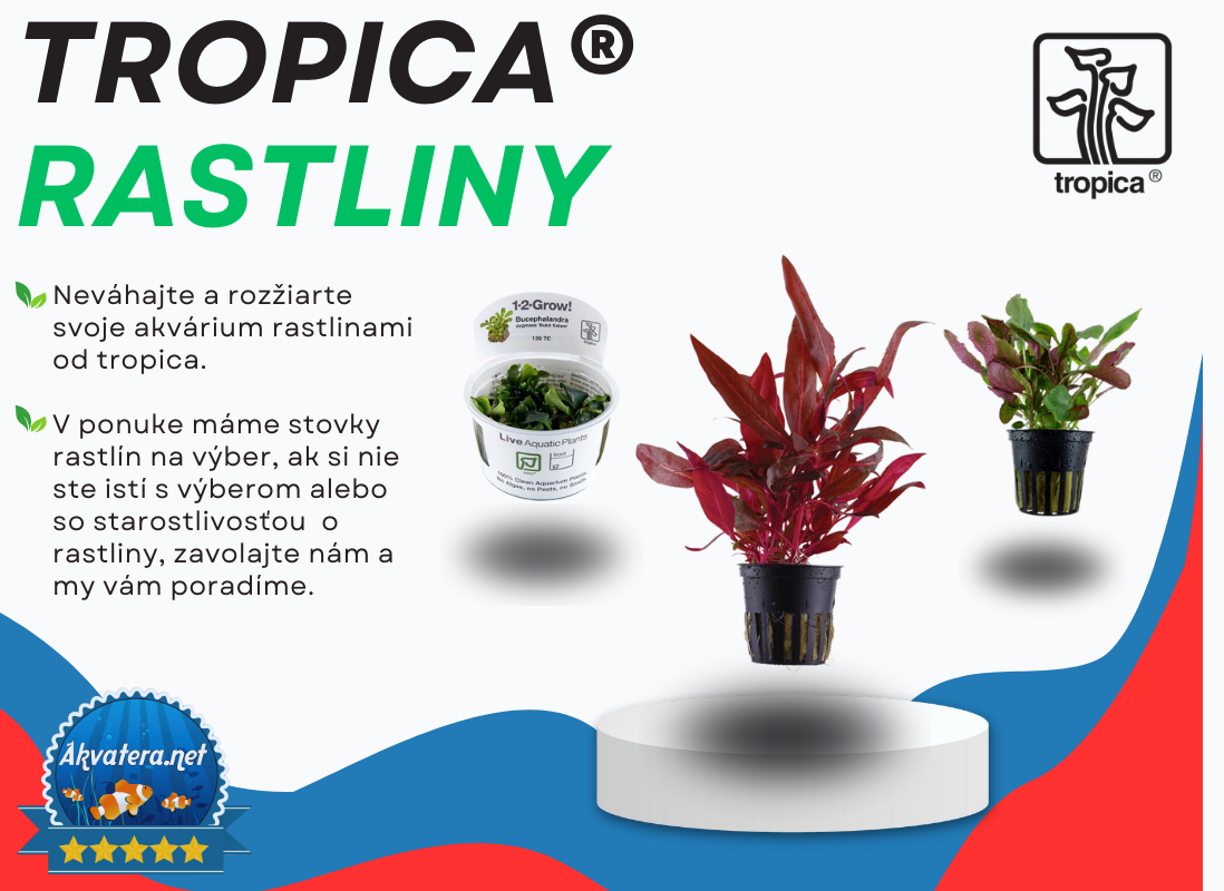 Tropica rastliny