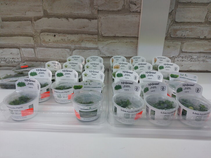 In - vitro rastliny
