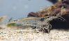 Caridina japonica M