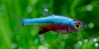 Rasbora axelrodi blue
