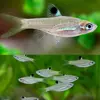 Rasbora dorsiocellata