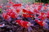 Caridina Crystal Super red