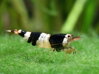 Caridina sp. crystal black S grade