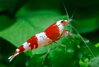 Caridina sp. crystal red S grade 