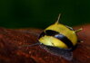Clithon thorn zebra
