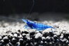 Neocaridina heteropoda - Dark blue