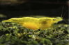 Neocaridina davidi yellow