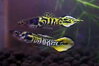 Poecilia endler yellow tiger
