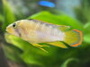 Apistogramma mix