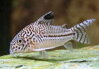 Corydoras julii
