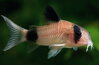 Corydoras panda