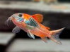 Corydoras venezuelanus orange