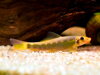 Gyrinocheilus aymonieri black gold