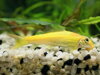 Gyrinocheilus aymonieri gold