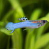 Poecila endler japan blue