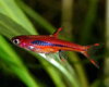 Rasbora brigittae