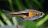 Rasbora espei