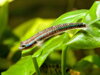 Stiphodon undio blue