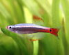 Tanichthys albonubes long f.