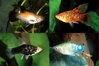 Xiphophorus maculatus mix