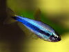 Inpaichthys kerri superblue 