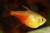 Hyphessobrycon flammeus 