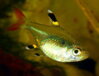 Pristella maxillaris /riddlei/ 