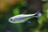 Hemigrammus rodwayi 