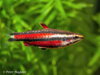 Nannostomus rubrocaudatus Peru red II