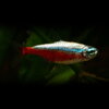 Cheirodon axelrodi gold