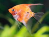 Pterophyllum scalare red devil