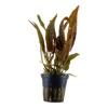 Cryptocoryne usteriana