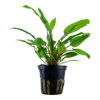 Cryptocoryne wendtii 'Green'