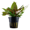 Cryptocoryne wendtii 'Tropica'