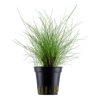 Eleocharis parvula