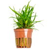 Eriocaulon sp. 'Vietnam'