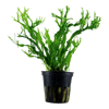 Microsorum pteropus 'Windeløv'
