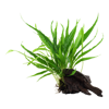 Microsorum pteropus na Nano dreve