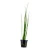 Vallisneria nana