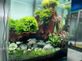 Amazonas root aquascape 