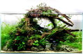 Dark wood aquascape