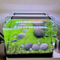 Zen pebble aquascape