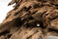 Koreň Honey Comb 