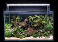 Lava rocks aquascape 