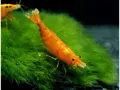 Neocaridina Davidi Orange