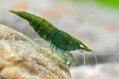 Neocaridina Davidi Green