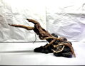 Aquascape 2