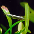 Dermogenys pusillus