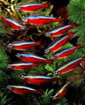 Cheirodon axelrodi