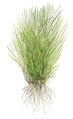 Eleocharis acicularis 